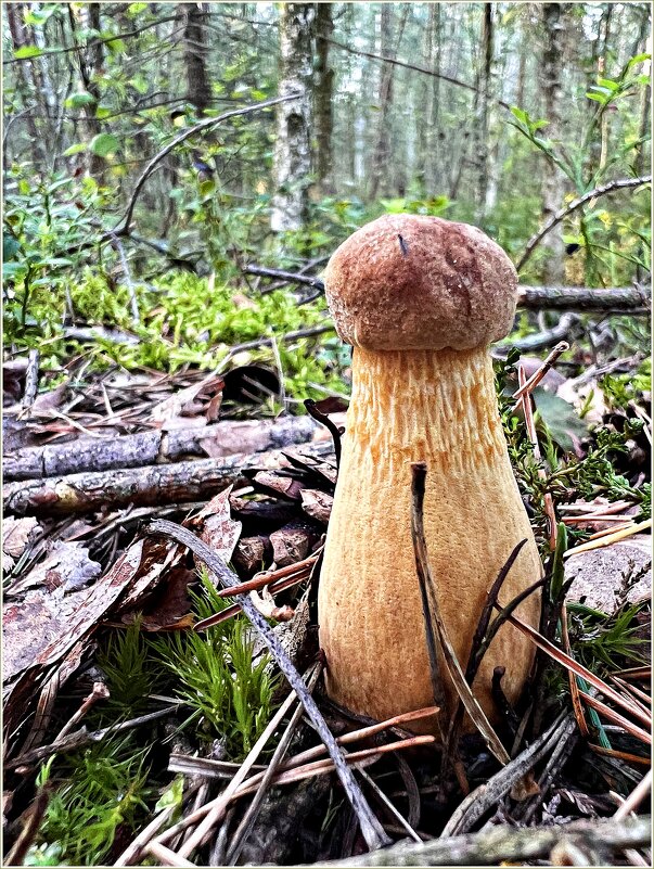 Золотистый боровичок. - Валерия Комова