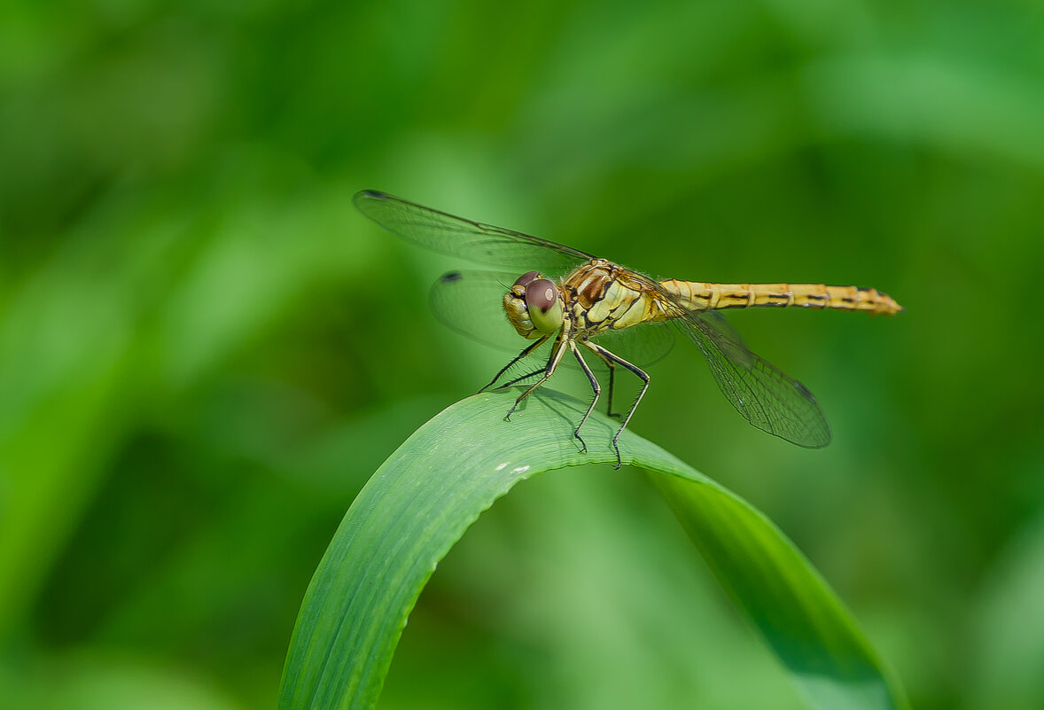 На отдыхе.... - Sergey (Apg)