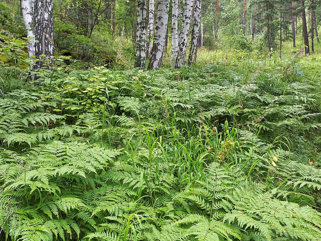 Там чудеса - Hope 