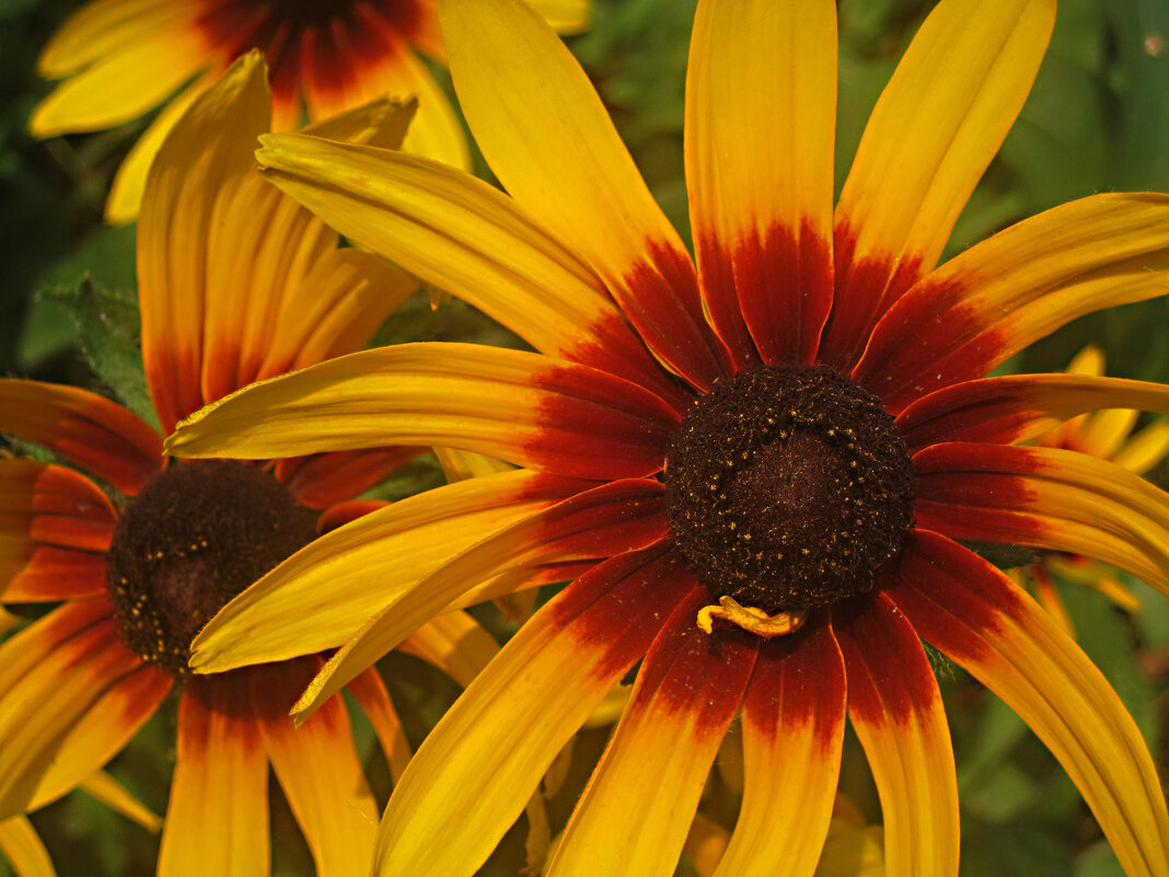 Солнечный - Елена Семигина