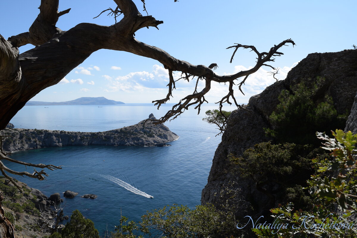 Природа Крыма - Amazing Cosmea