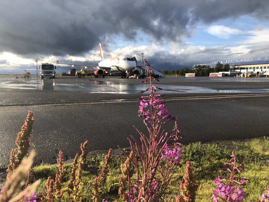 Иван чай. Природа рядом. - Alexey YakovLev