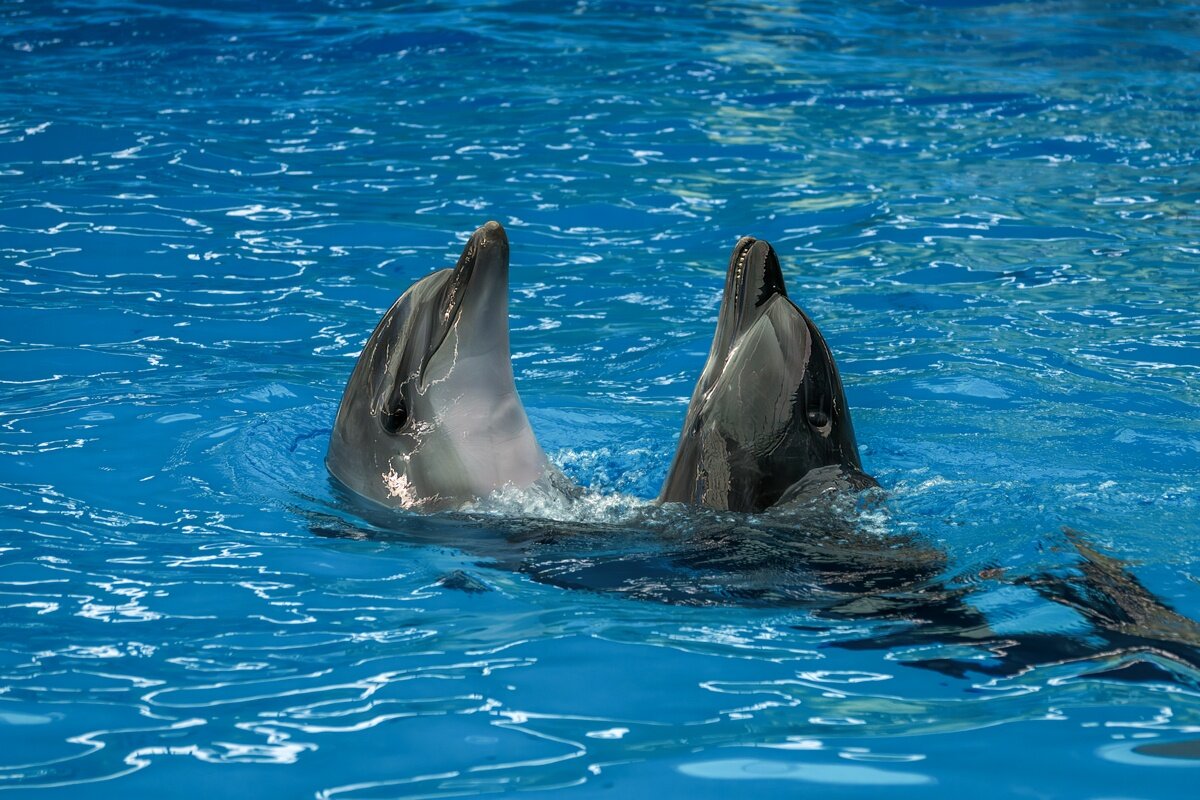 Дельфинарий в поселке Небуг - Игорь Сикорский