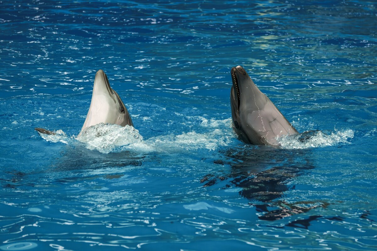 Дельфинарий в поселке Небуг - Игорь Сикорский Дельфинарий в поселке Небуг - Игорь Сикорский