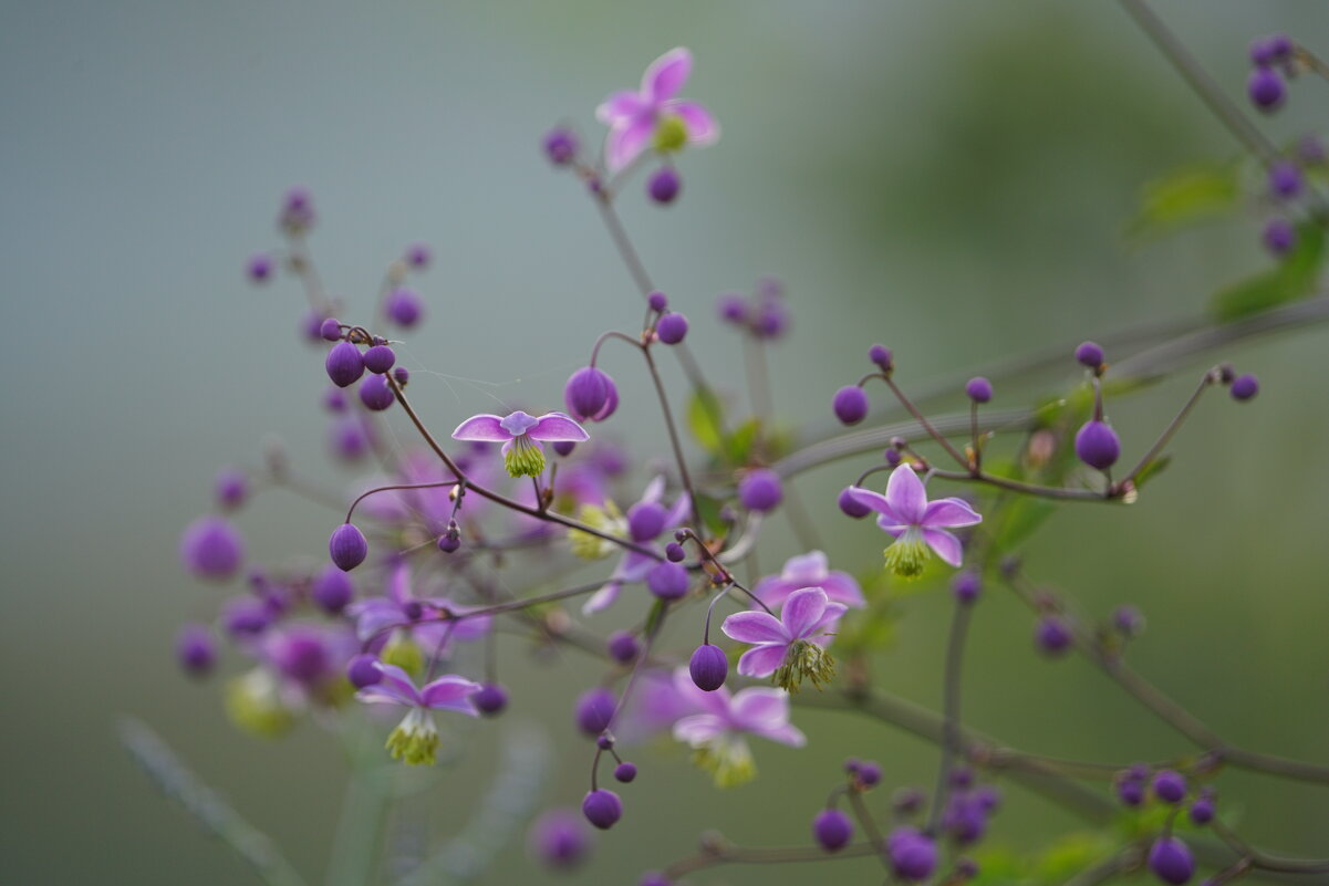 Василистник Делавея - Иван Литвинов