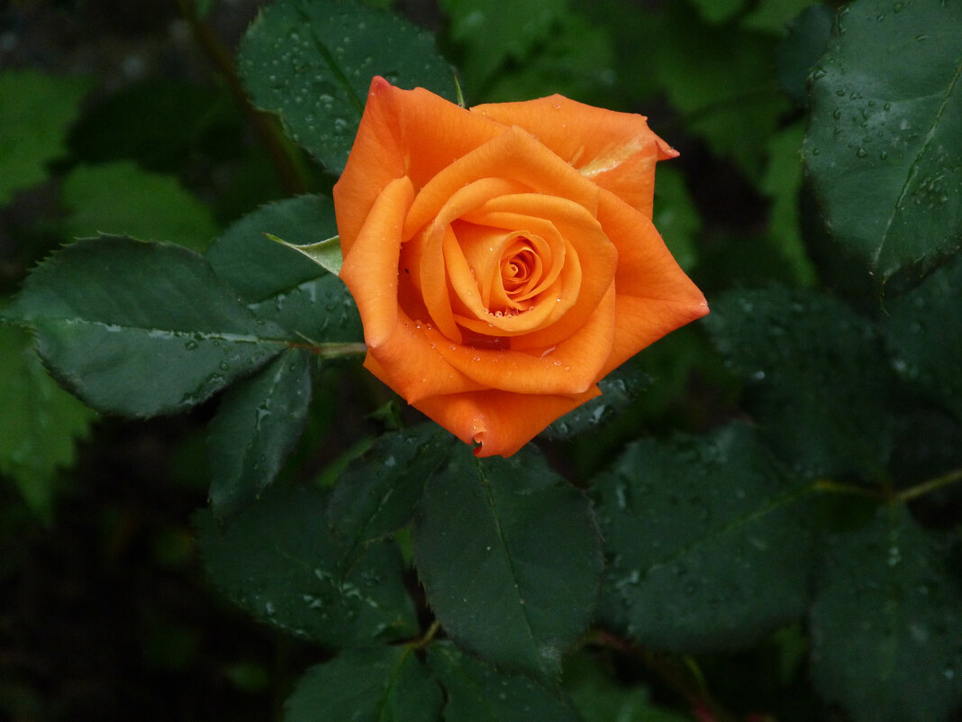 Оранжевая роза  Мохана - Валентин Семчишин