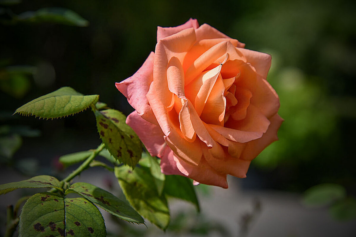 Розовая роза. - юрий Амосов Розовая роза. - юрий Амосов