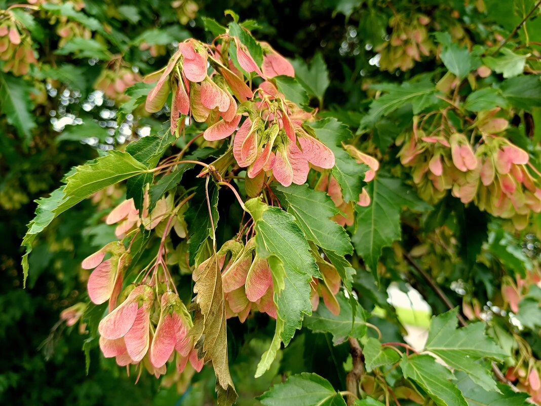 Украшенный клён... - Мария Васильева