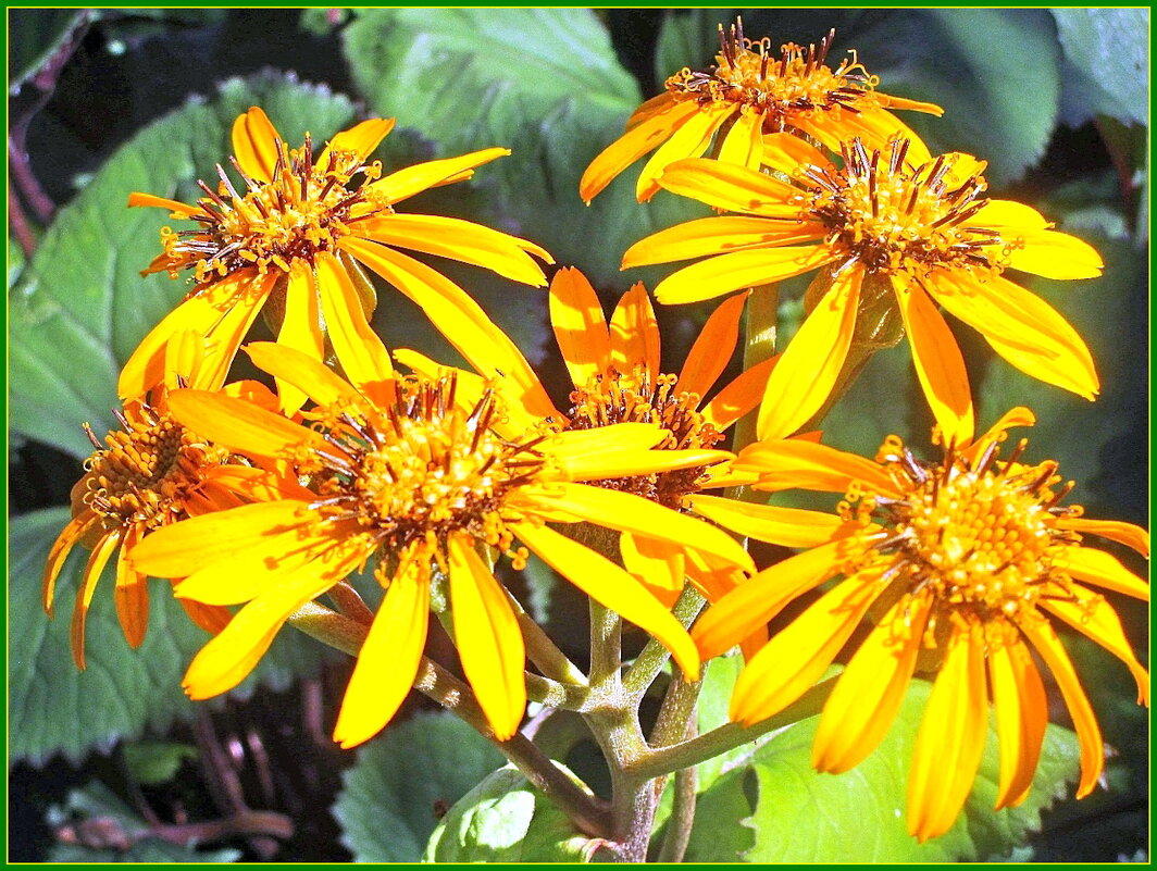Бузульник зубчатый в саду. - Ольга Довженко