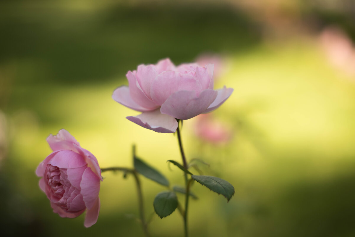 **** - Светлана Попова