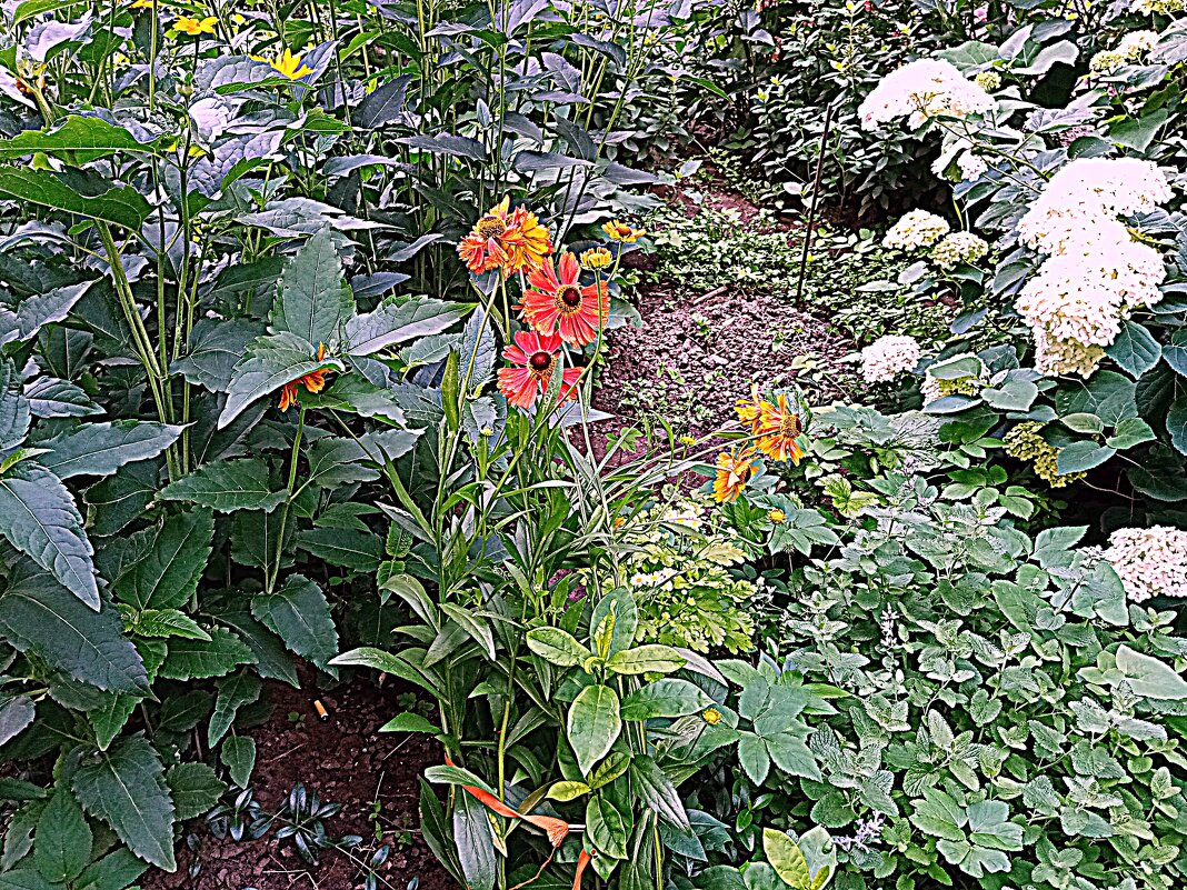 Цветы. - Владимир Драгунский