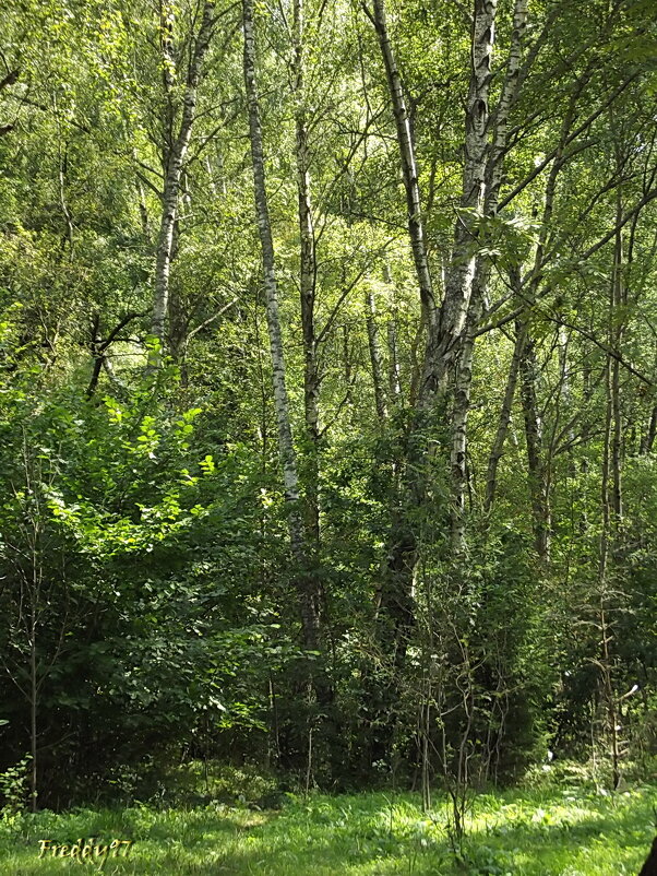 Лесная прогулка... - Freddy 97