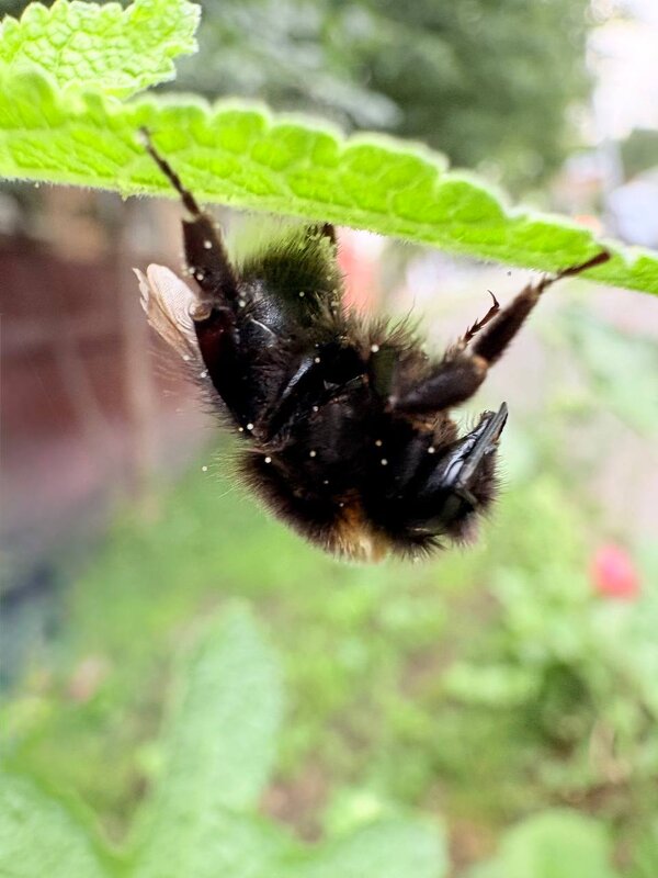 Сон шмеля - mvictoriya 