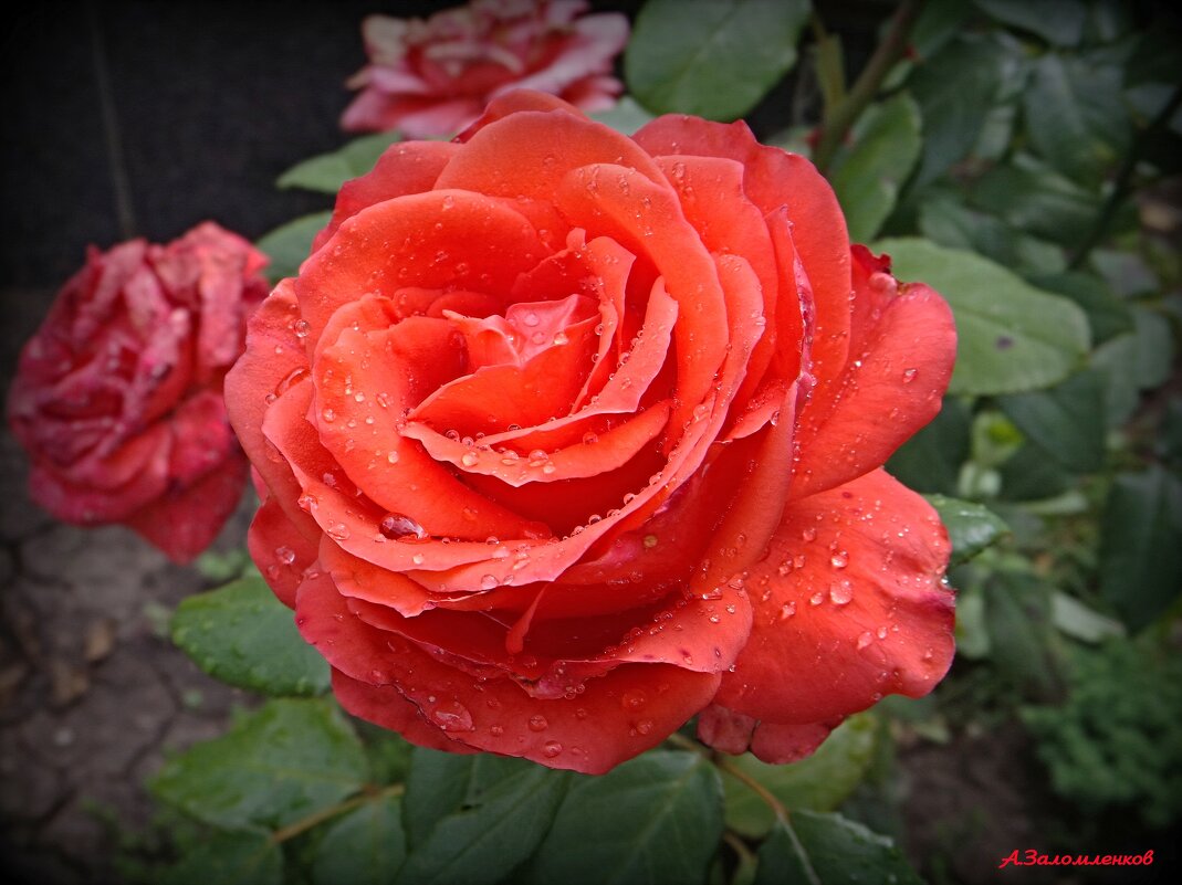 О розах августа... - Андрей Заломленков