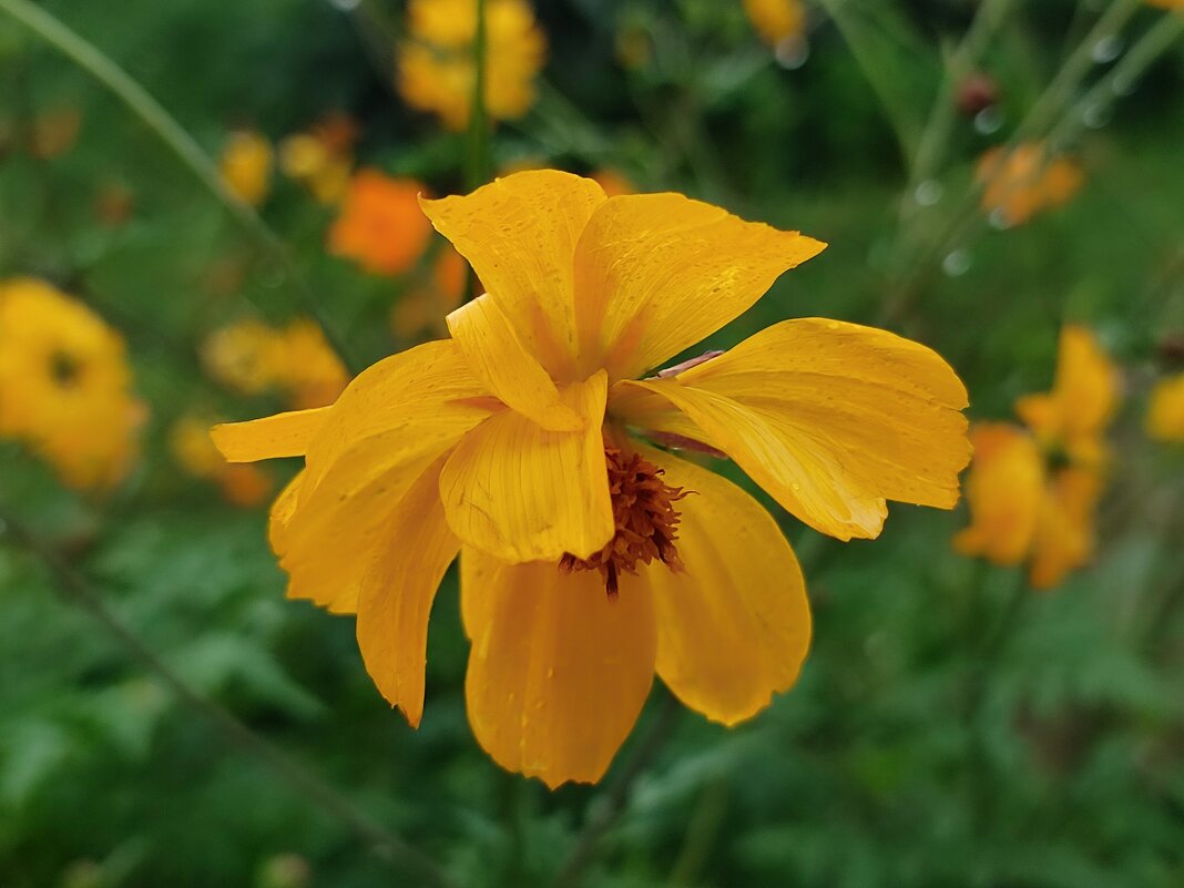 Под дождём - Валентина Богатко 