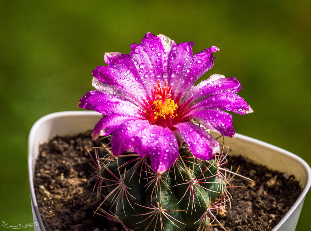 Телокактус биколор - Николай Зиновьев