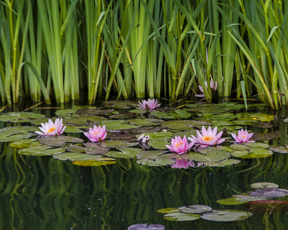 Розовые кувшинки. - Сергей Фомичев