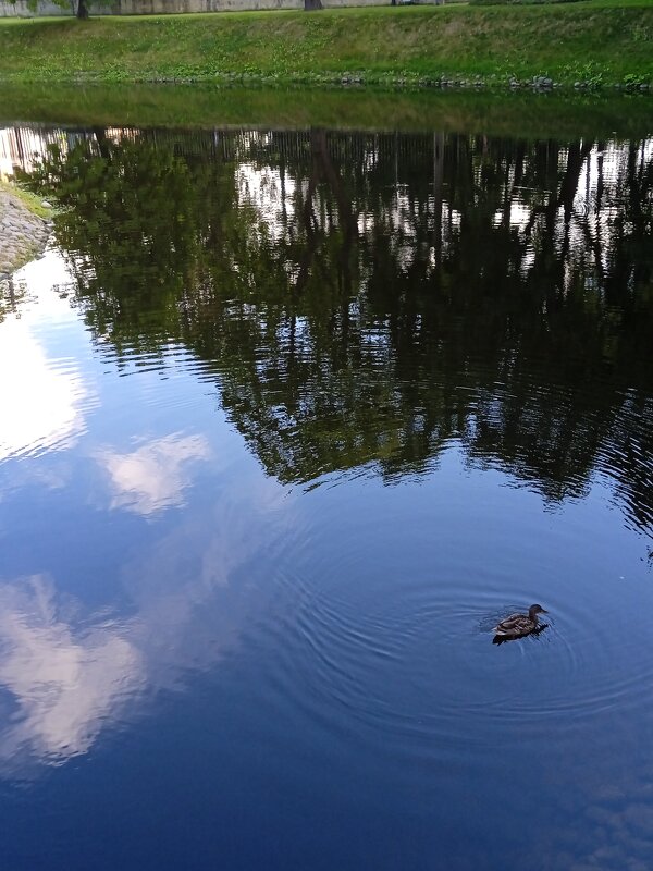 Отражение в пруду. - Светлана Калмыкова Калмыкова