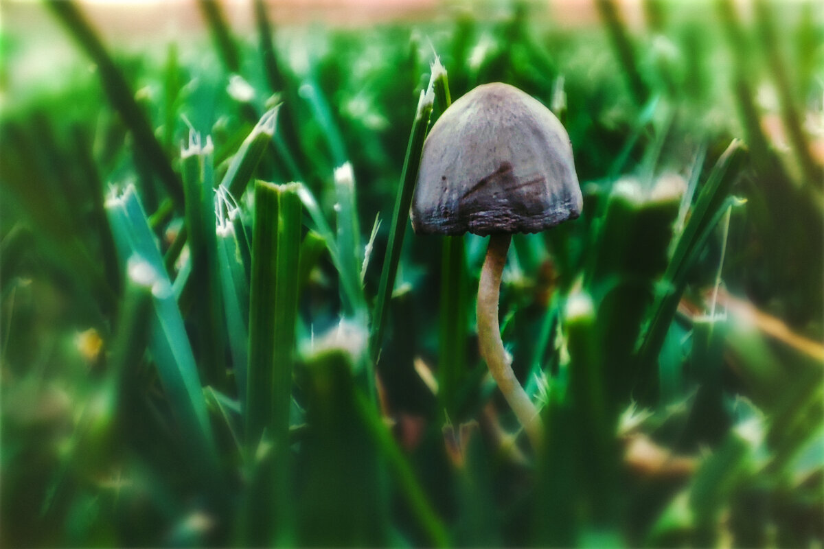 Грибы в городе - AZ east3 Грибы в городе - AZ east3