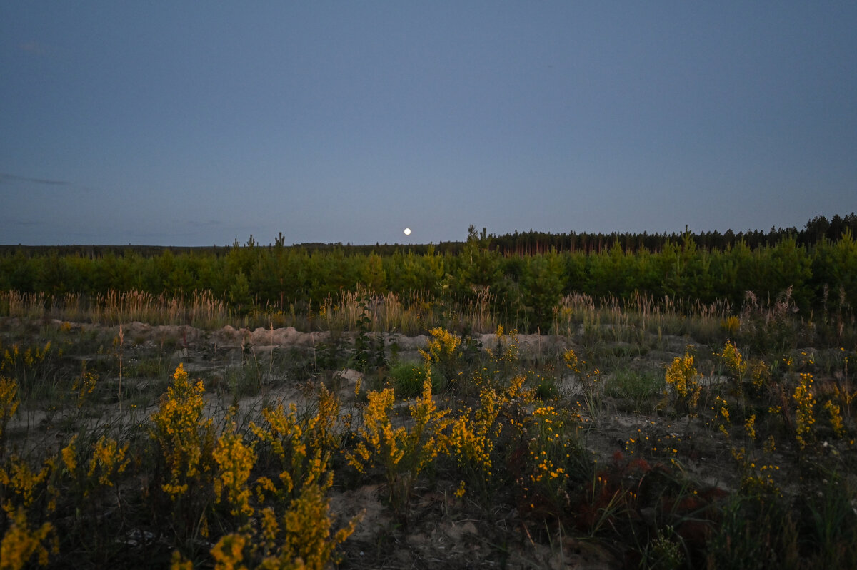 луна над лесом - сергей 