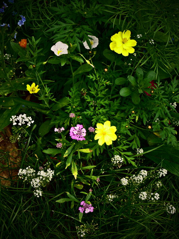 Летние этюды 77 - Алексей Кузнецов