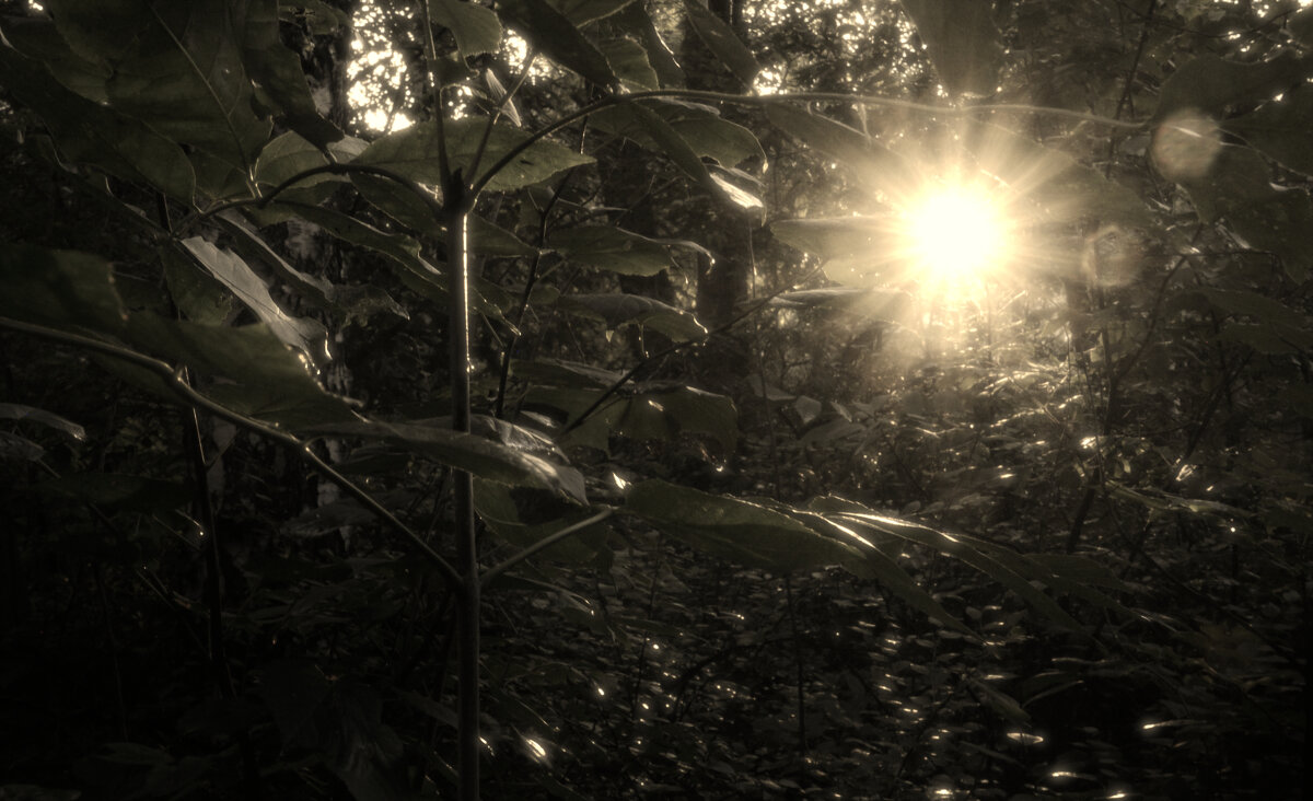 *** - Сергей Сергеев