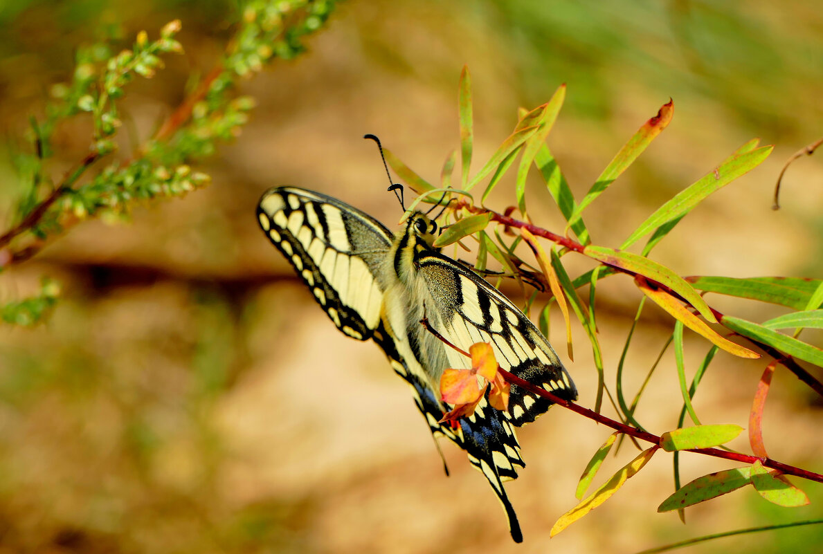 бабочки августа 5 - Александр Прокудин