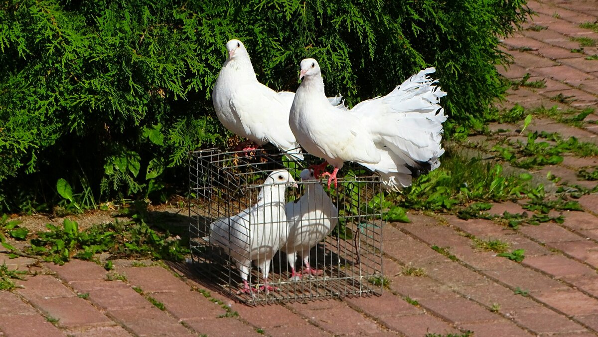 Голуби для молодожёнов. - Милешкин Владимир Алексеевич Голуби для молодожёнов. - Милешкин Владимир Алексеевич