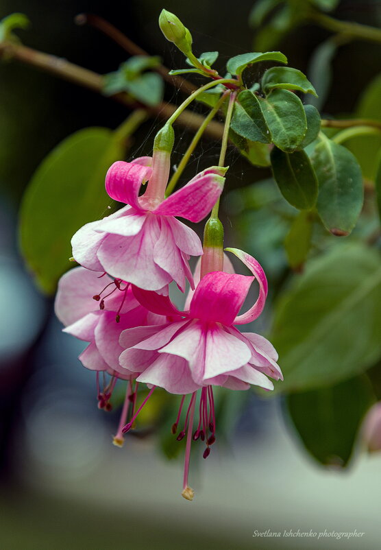 Танцующие балерины. - Светлана Ищенко Танцующие балерины. - Светлана Ищенко