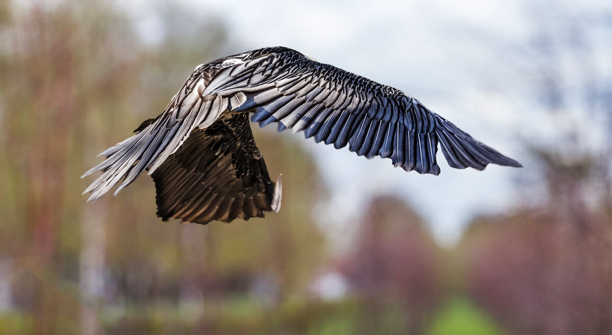 Бородач - SanSan 