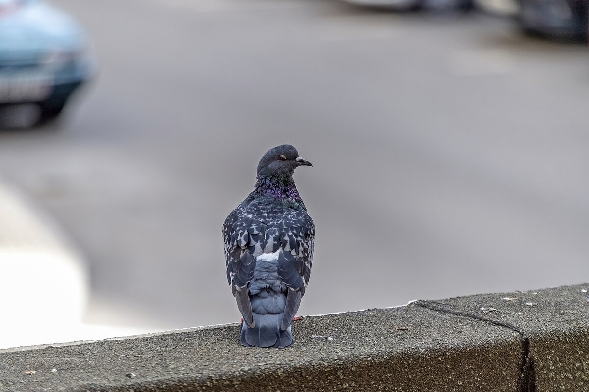 Ой, где был я вчера... - Валерий Иванович
