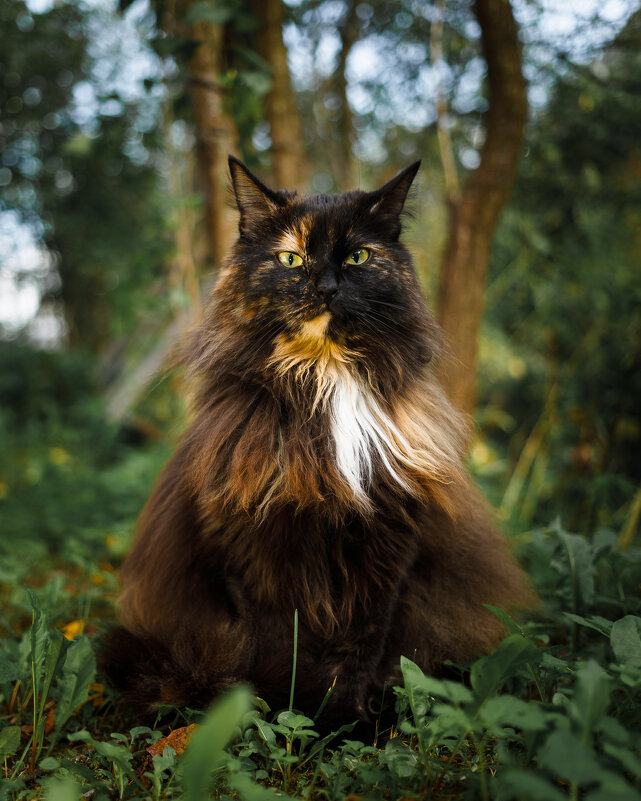 Моя кошка - Валерий Серёгин