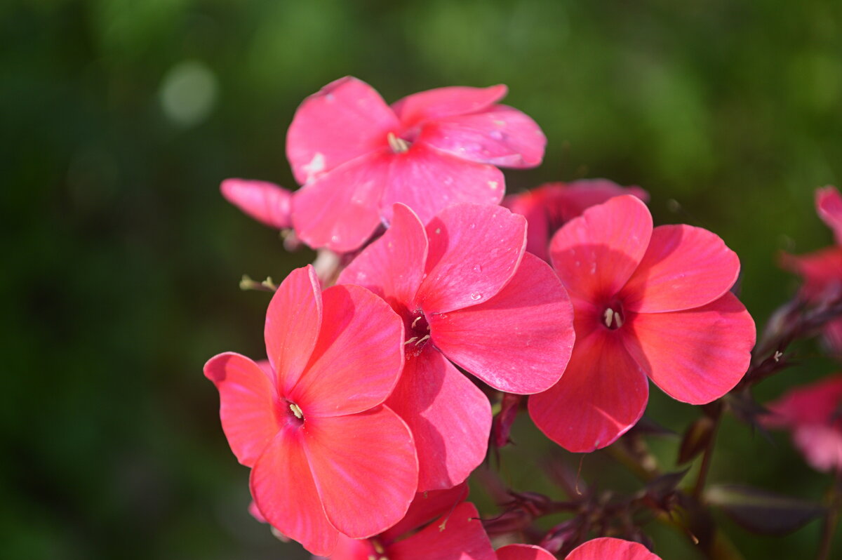 Светится в любую погоду - Татьяна Лютаева
