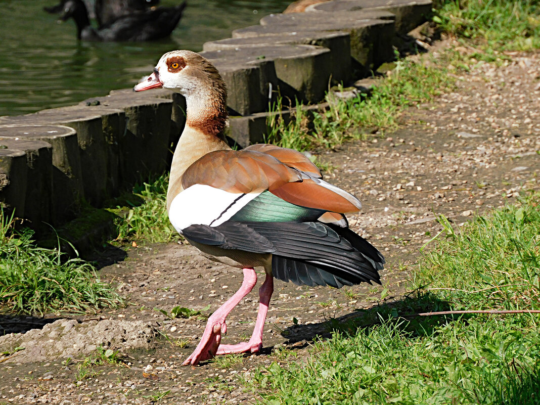 Нильский гусь - Лина Нильский гусь - Лина