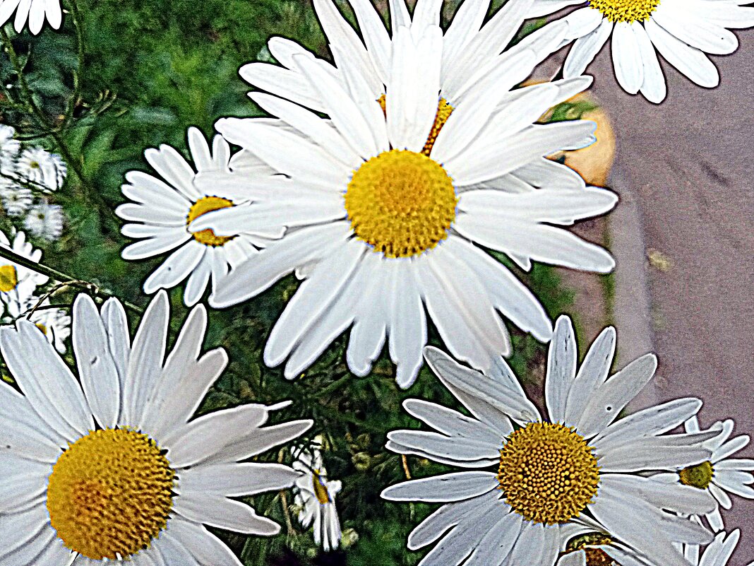 Цветы. - Владимир Драгунский