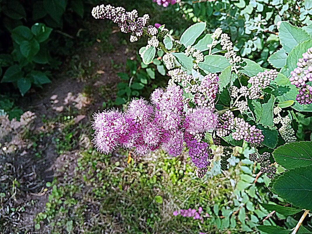 Цветы. - Владимир Драгунский Цветы. - Владимир Драгунский