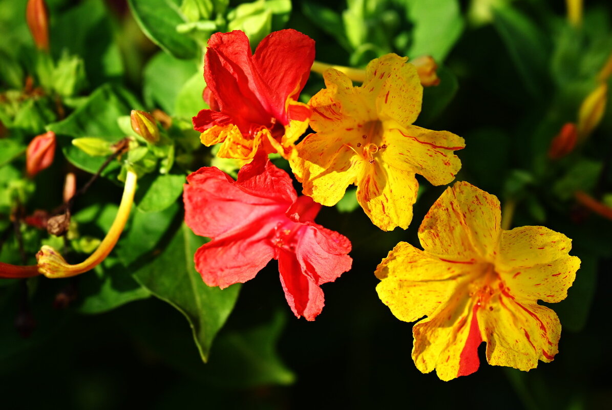 На клумбе у дома... - Николай Саржанов