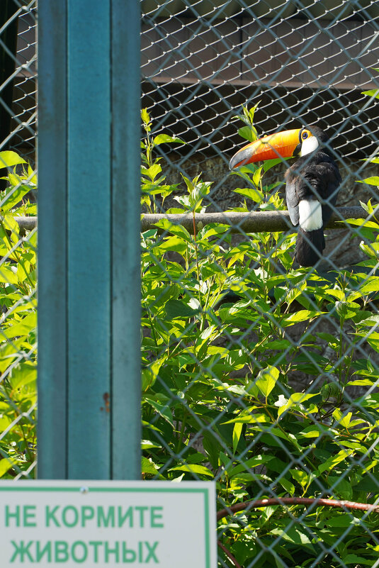 ТУКАН_ТОКО - Сергей Янович Микк