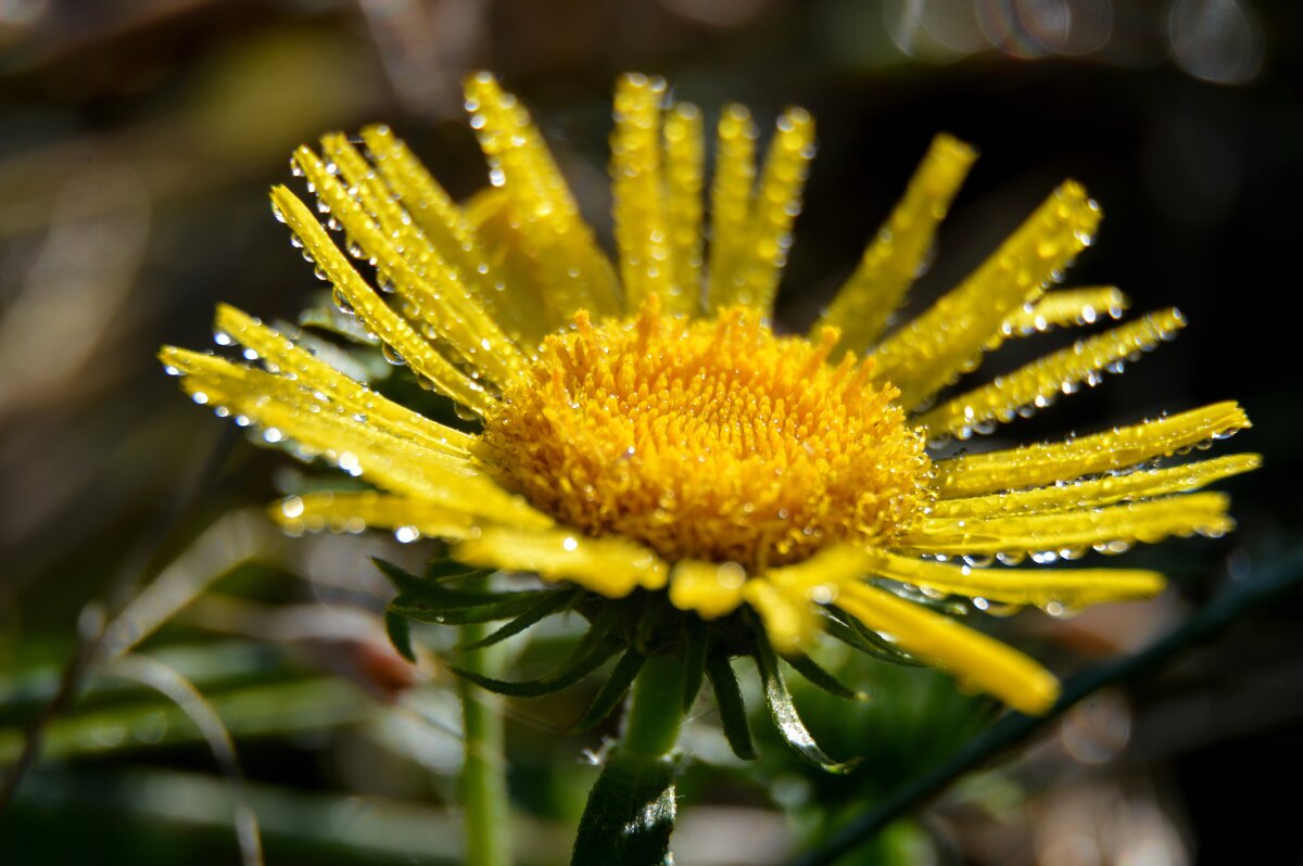 Девясил - Надежда Куркина 