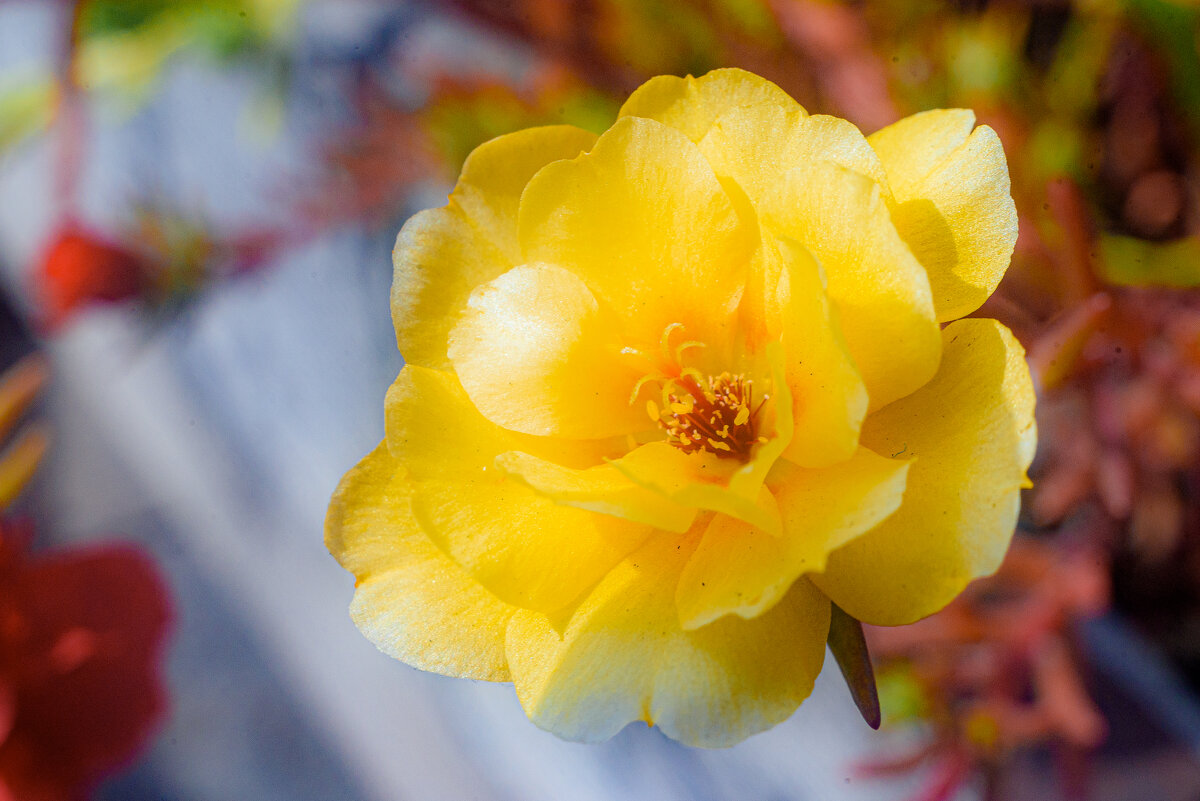 В августе - Михаил Соколов В августе - Михаил Соколов