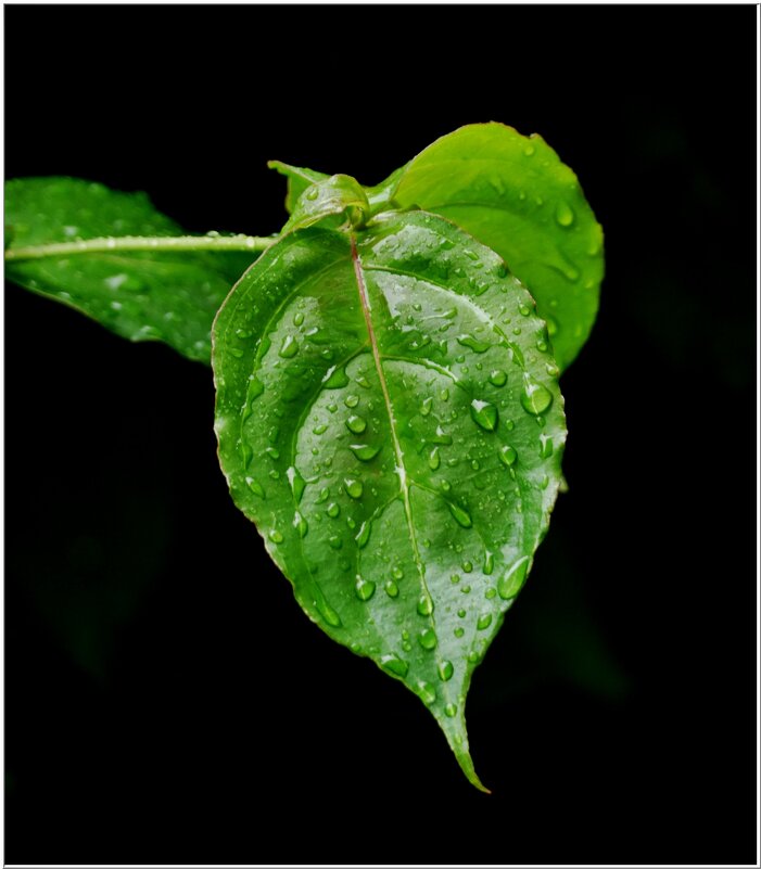 ПОСЛЕ ДОЖДЯ... - Elvira E. 