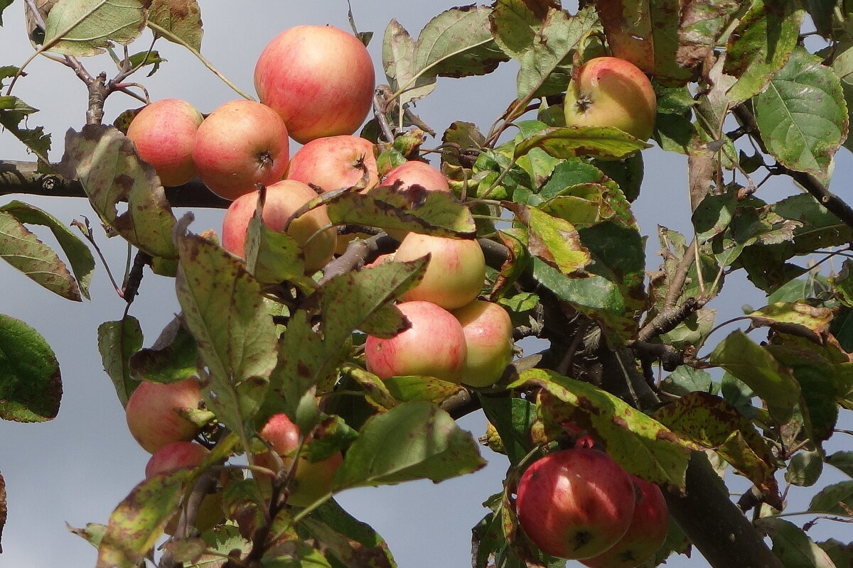 Яблоки - Рита Симонова