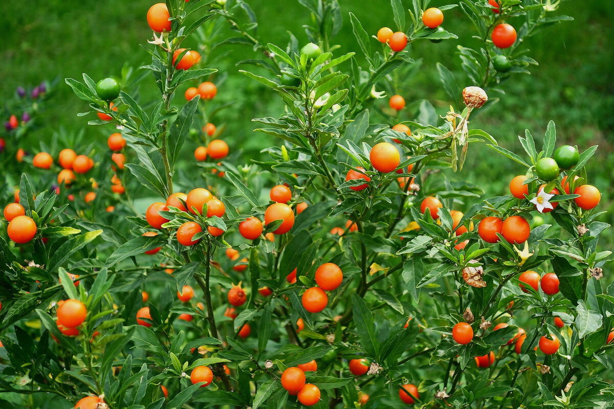 Паслён ложноперечный - Рита Симонова