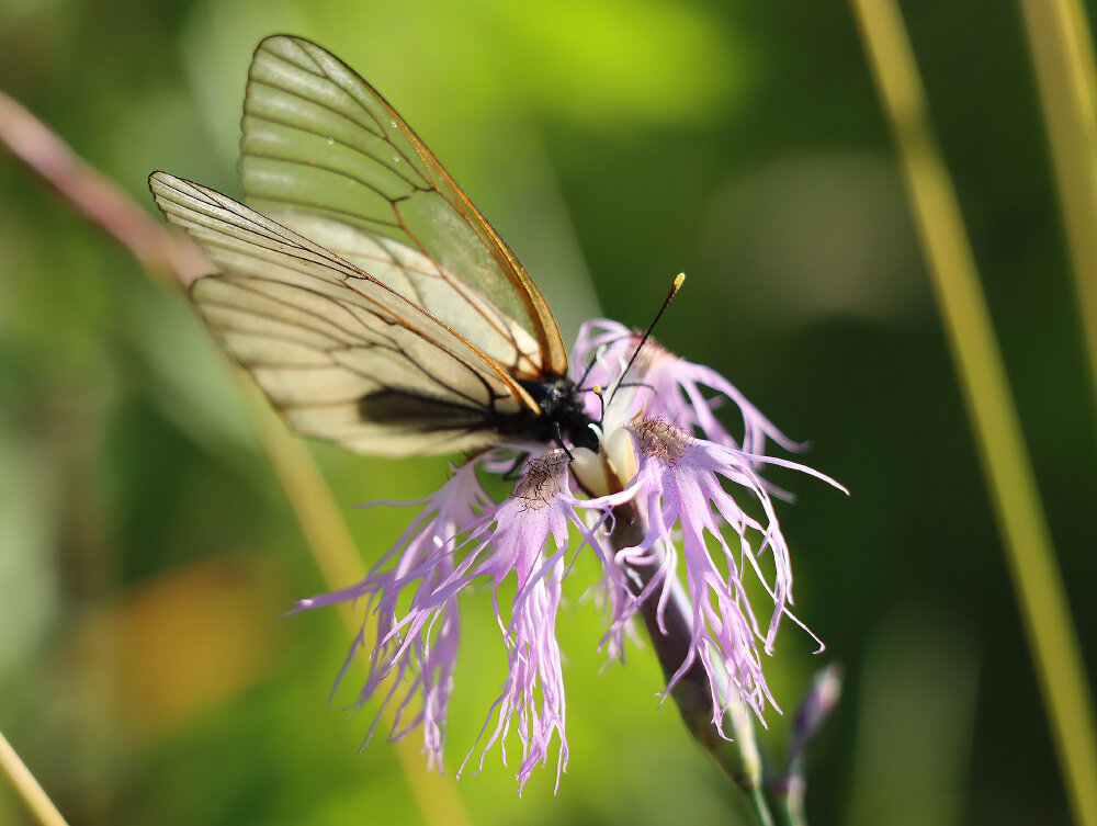 Фрагменты лета - Галина Ильясова