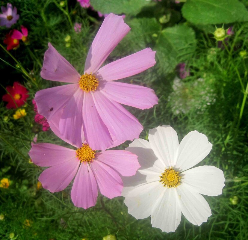 Трио - Елена Семигина