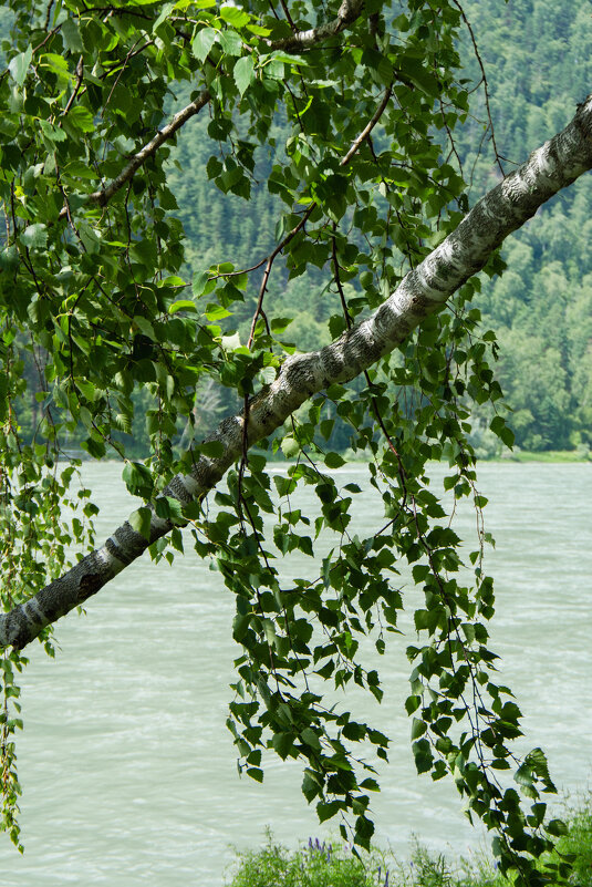 *** - Николай Чекалин