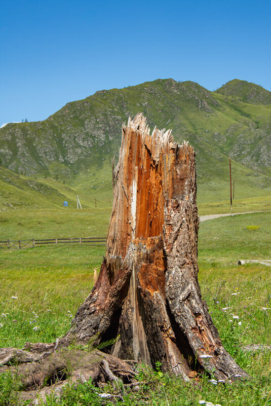 *** - Николай Чекалин *** - Николай Чекалин