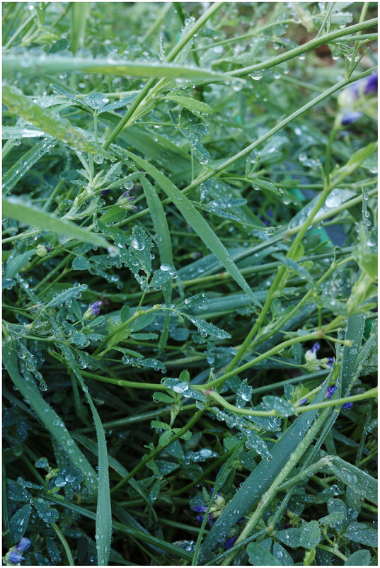 *** - someone somewere