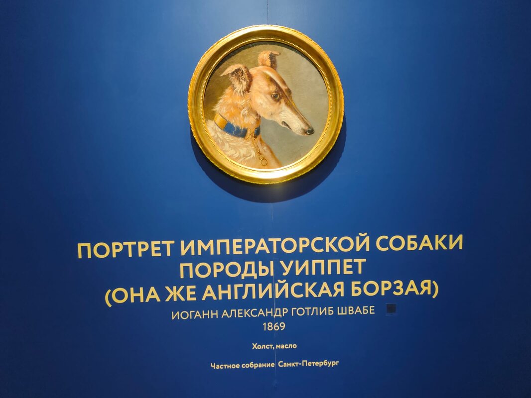 На выставке "Жизнь замечательных собак" в Санкт-Петербурге - Ирэн 