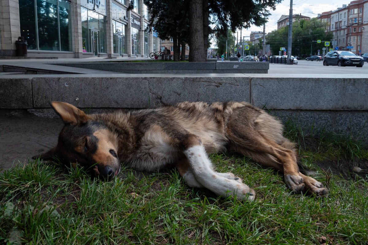 *** - Валерий Михмель 
